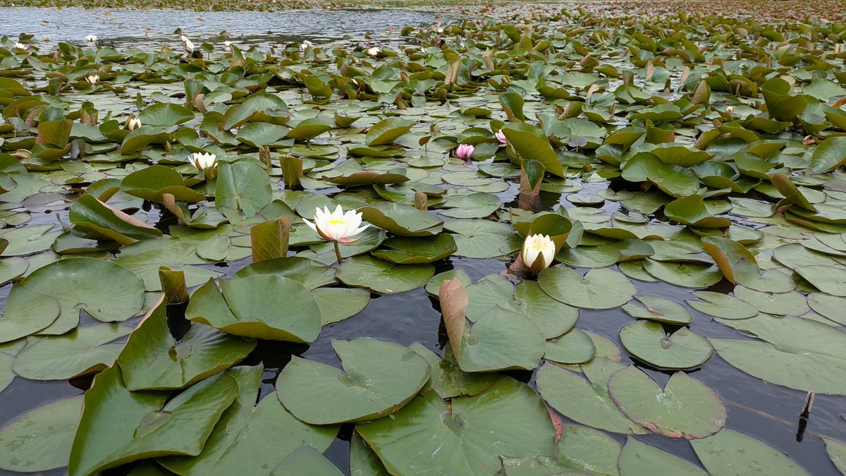 藤の花の匂いがする人