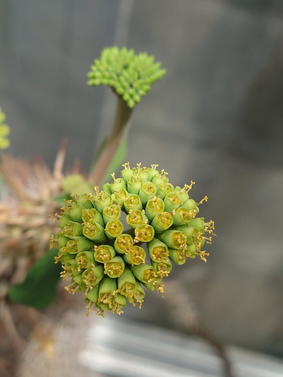 そりむらようじ／ゲチ子（冬コミ新刊電子版発売中）🐈🌼🎷 tweet media