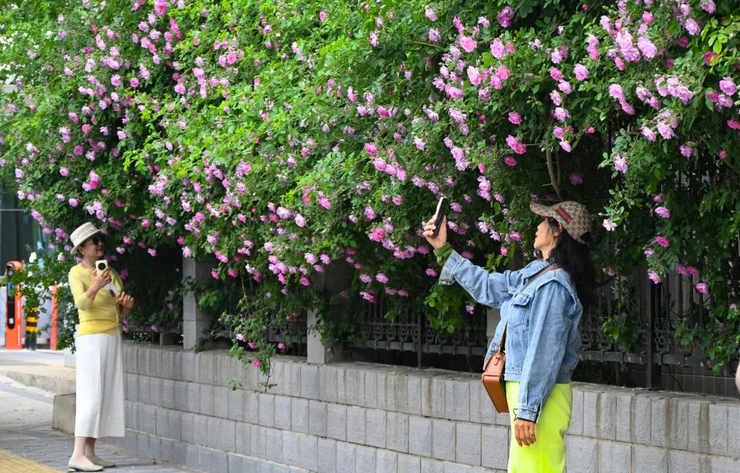 Snowchun214's tweet photo. 春日限定浪漫·石家庄蔷薇花墙
Spring Limited Romance · Shijiazhuang Rose Wall https://t.co/m4BIKCjc0d
