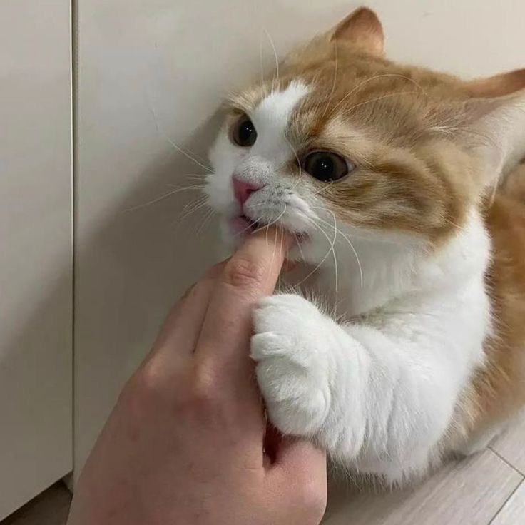 พ้อยล์🎀 tweet media