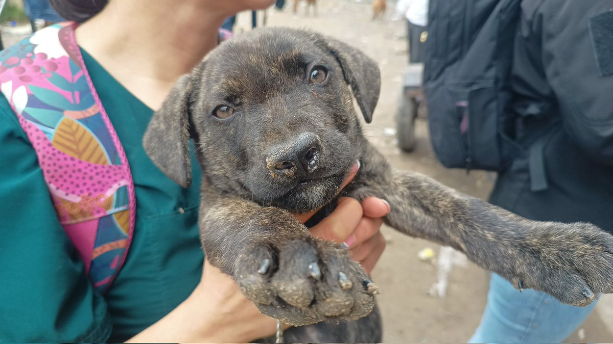 📣🆘 DIFUNDIR 🆘 <a href="/Bogota/">Alcaldía de Bogotá</a> / Este #Canino 🐶 está bajo custodia de comunidad vulnerable. Lo identificamos en la #JornadaDeAlimentación que realizamos con el <a href="/AnimalesBOG/">Protección Animal Bogotá</a>. Al parecer tiene síntomas de #Moquillo. Acudimos a la <a href="/subaalcaldia/">Alcaldía Local de Suba</a> y nula la respuesta. <a href="/CarlosFGalan/">Carlos F. Galán</a> RT 🐾.