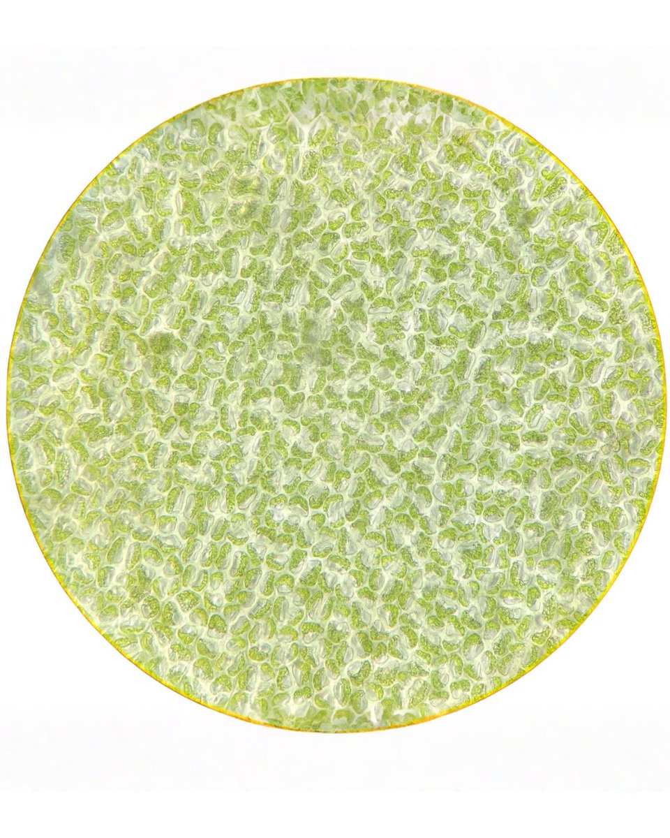 PinnacleB96752's tweet photo. Collected from the ocean last week 🌊

Fresh Ulva (sea lettuce) now under our microscope 🔬
Rich in minerals, antioxidants &amp; bioactives
The ocean has answers — we’re exploring them

What next? 👇

#Ulva #Seaweed #Algae #MarineScience #AgriTech https://t.co/o1BSoHaw64