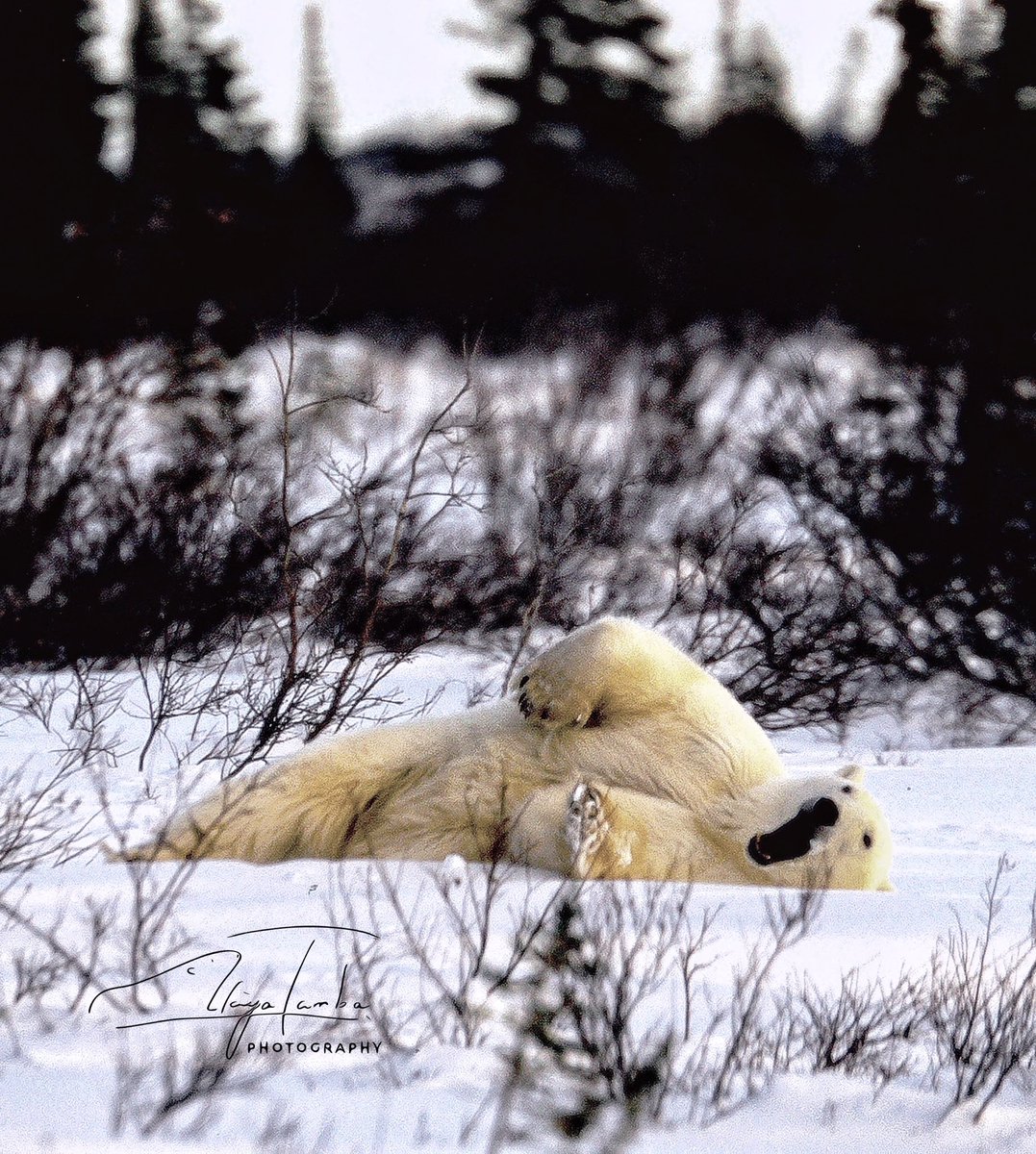 やってらんねーぜ〜いっ！

#ホッキョクグマ #シロクマ #NoWAR #savetheplanet #savewildlife