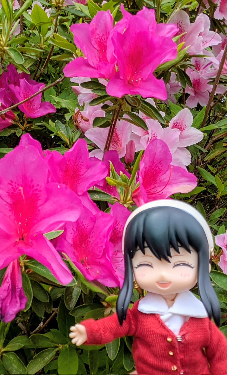 妄言 (@akapad1) on Twitter photo 