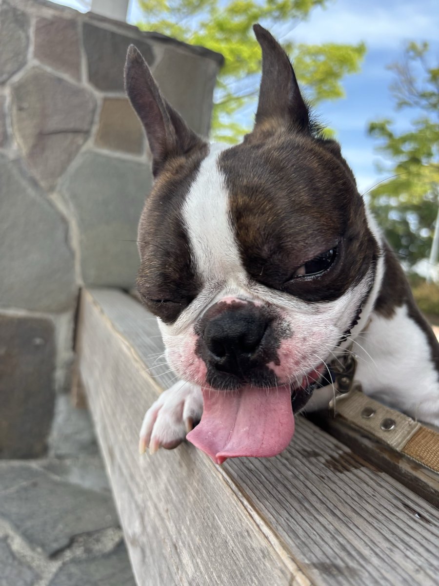 Boston にこ tweet media