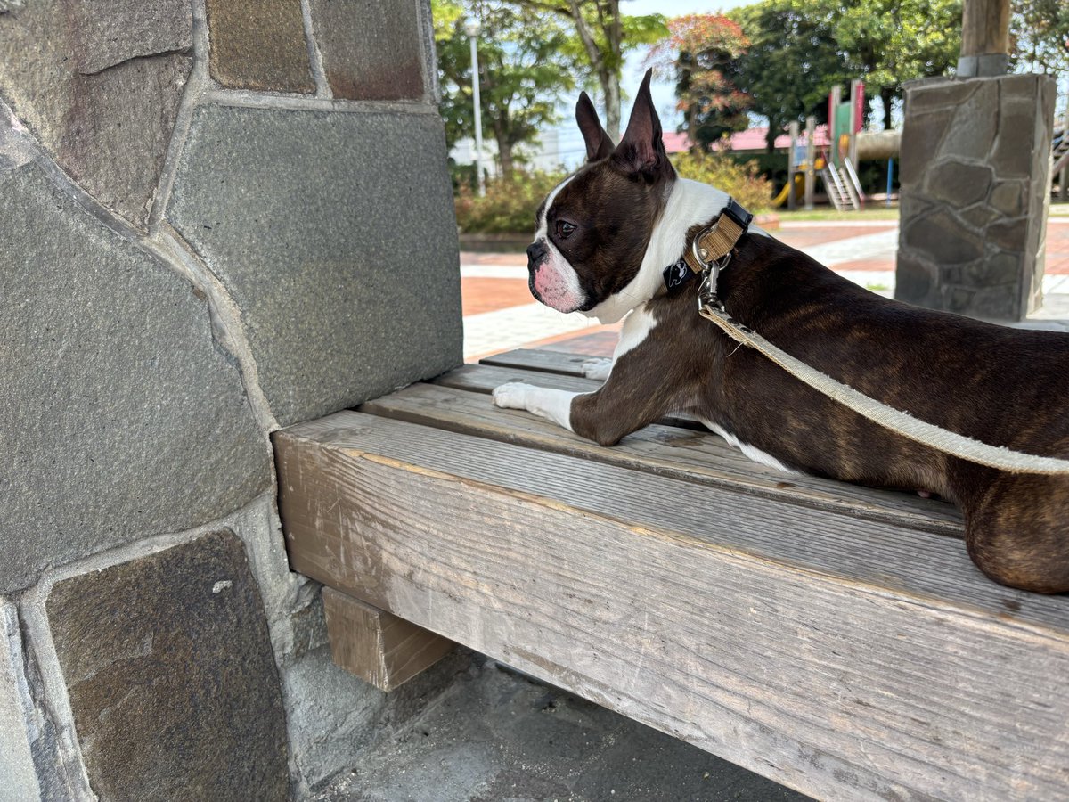 Boston にこ tweet media