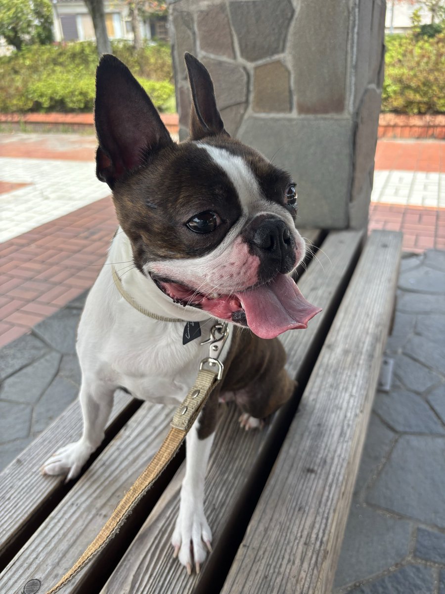 Boston にこ tweet media