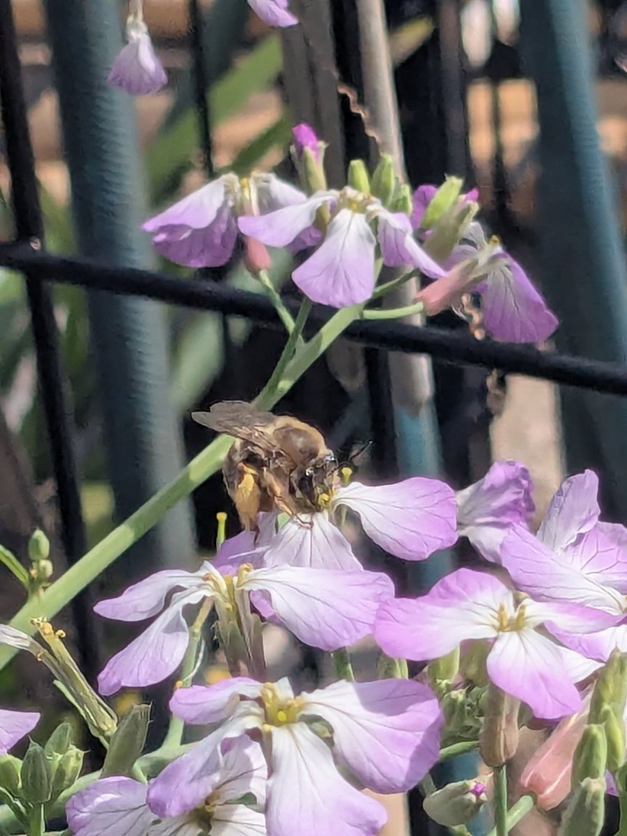 (｢・ω・)｢虎@住宅街で鶏とヤギ飼ってる tweet media