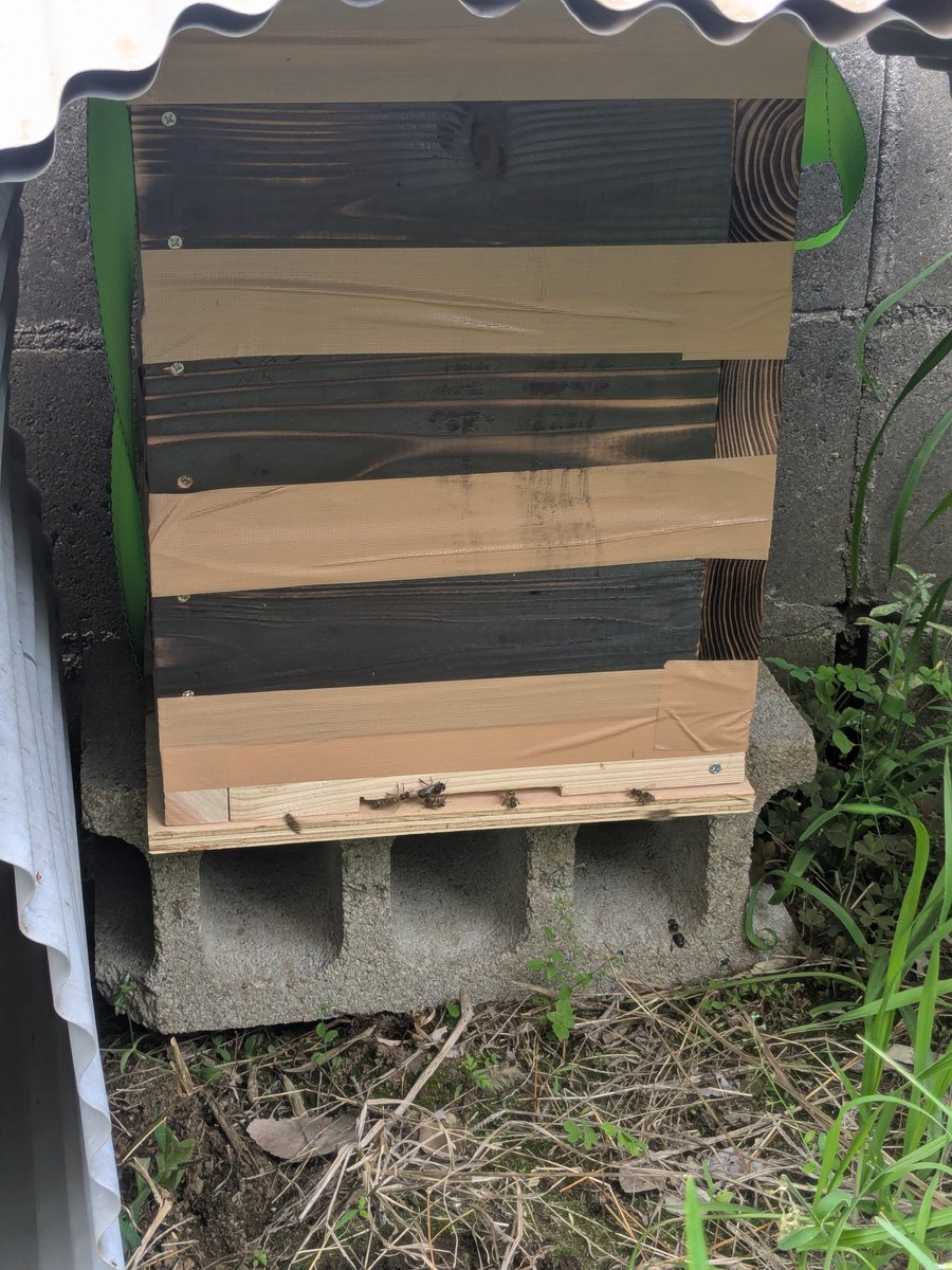 (｢・ω・)｢虎@住宅街で鶏とヤギ飼ってる tweet media