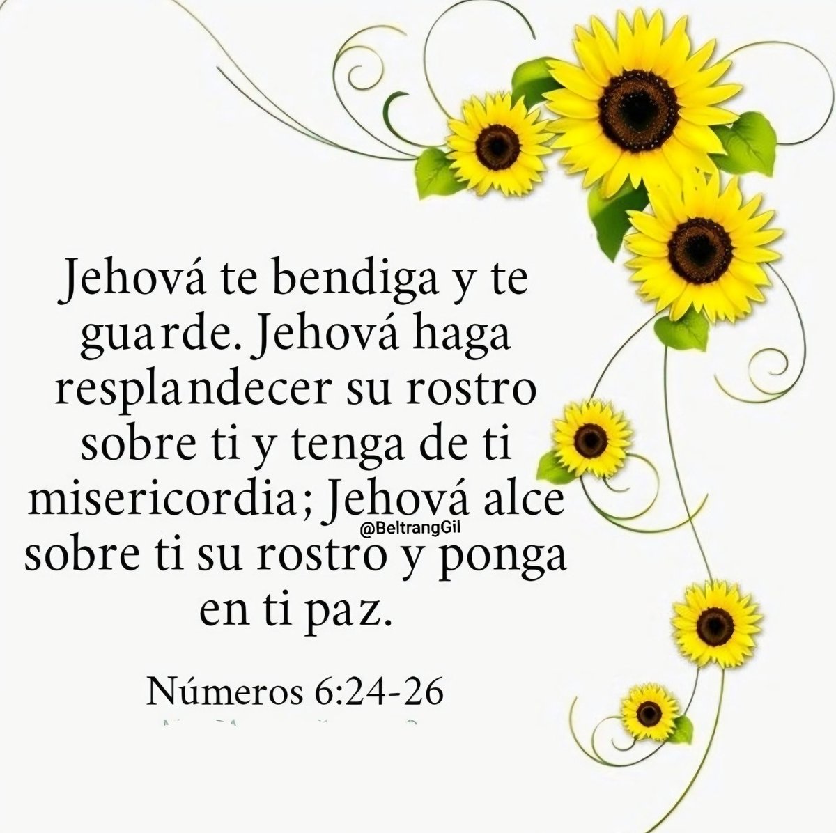 Beltran Rafael Gil tweet media