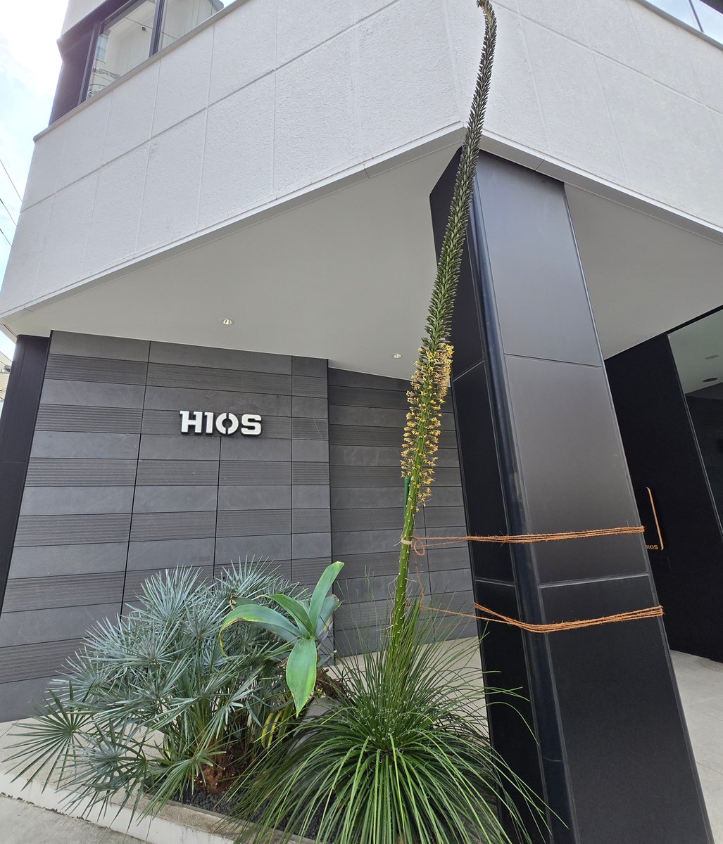 hios_official's tweet photo. 昨年12月、会社のエントランスに突如現れた
黄金の矢のようなアガベの花茎。
空へと伸びて3m35cm。そして
数十年に一度、一生に一度の花がついに開花。
温暖な地域のアガベが12月に芽を出すのは極めて稀。
#アガベ #Agave
#メキシコ #多肉植物
#東京 #スカイツリー
#HIOS #ハイオス #電動ドライバー https://t.co/4B7FnOD00K