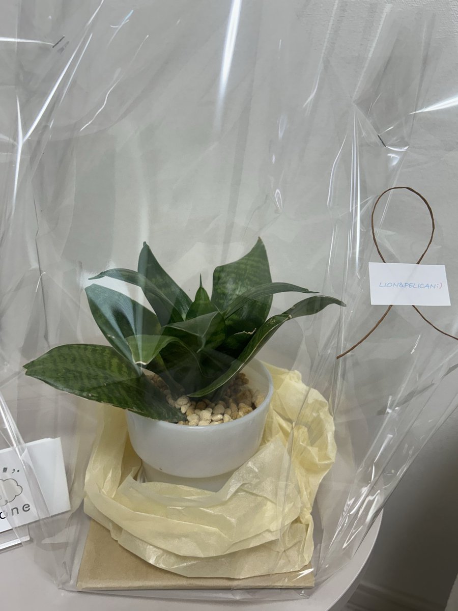 labulala22's tweet photo. スピ系の友人から頂きました🥹
大事に育てたいと思います！
観葉植物嬉しい🦭 https://t.co/sfWL6W89OV