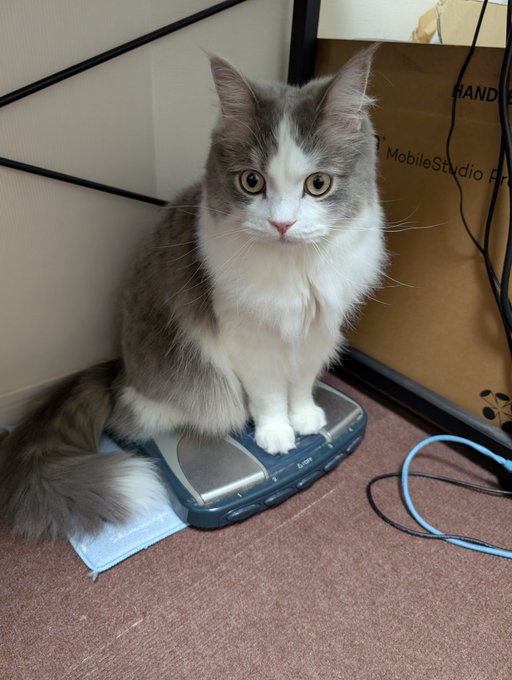 ルートくん隔月の検診で
ややぽっちゃりだからダイエットしましょうねとのこと
🫀の厚みが5.3㍉と増えたので。
(前回4.7㍉でひどい時は6.2㍉)
4.6㌔なので
4㌔に近づけるようにしなければいけないそう
1日4回のごはんを1回1㌘ずつ減らすことに😿 