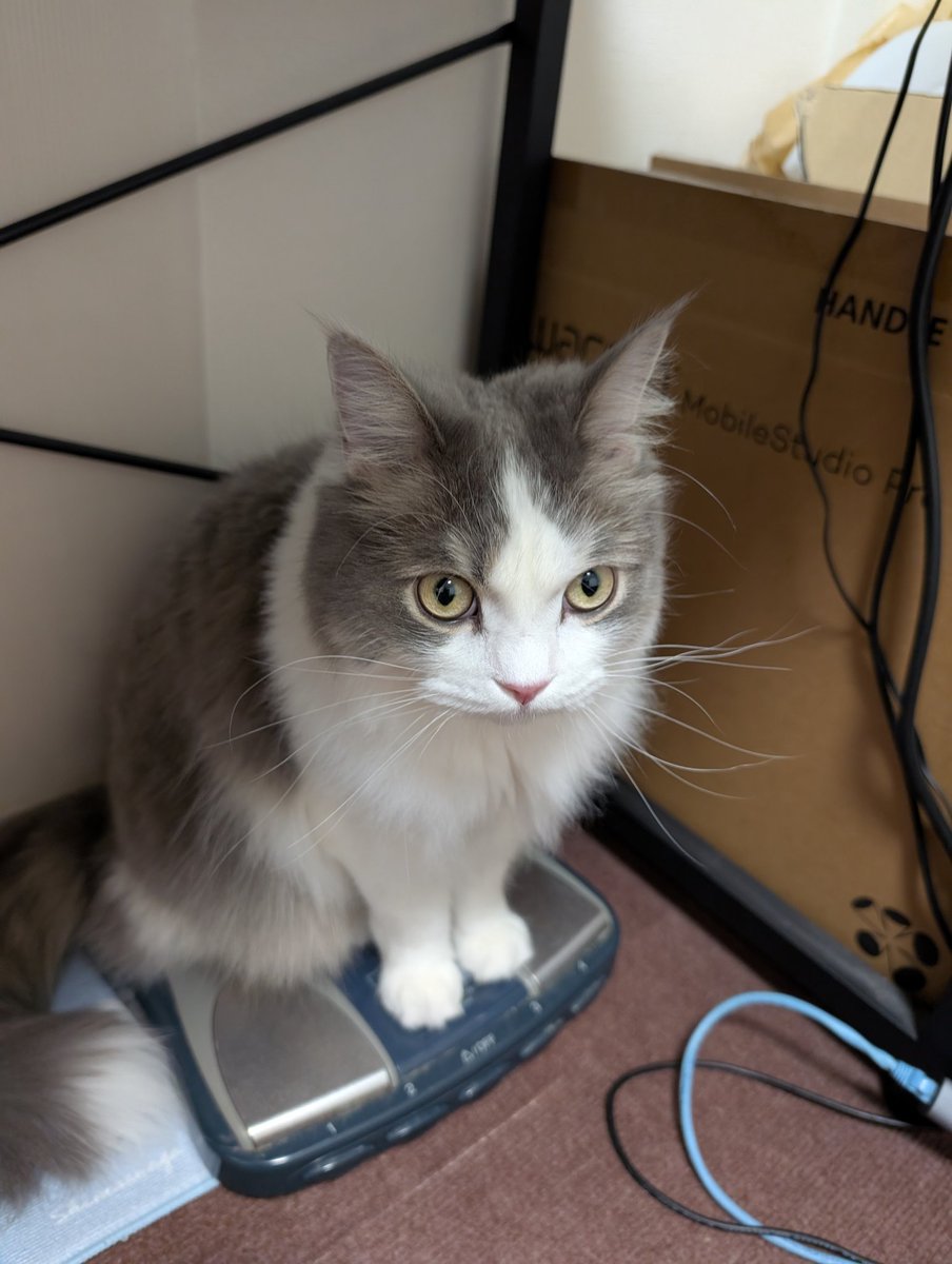 ルートくん隔月の検診で
ややぽっちゃりだからダイエットしましょうねとのこと
🫀の厚みが5.3㍉と増えたので。
(前回4.7㍉でひどい時は6.2㍉)
4.6㌔なので
4㌔に近づけるようにしなければいけないそう
1日4回のごはんを1回1㌘ずつ減らすことに😿 