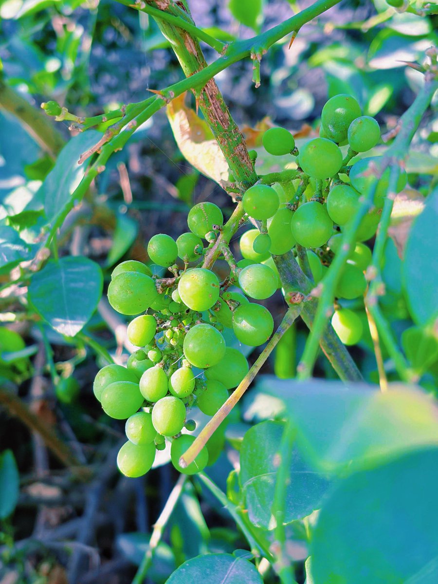 amazingworxv's tweet image. amazing🤤🤤#amazing #virałpost