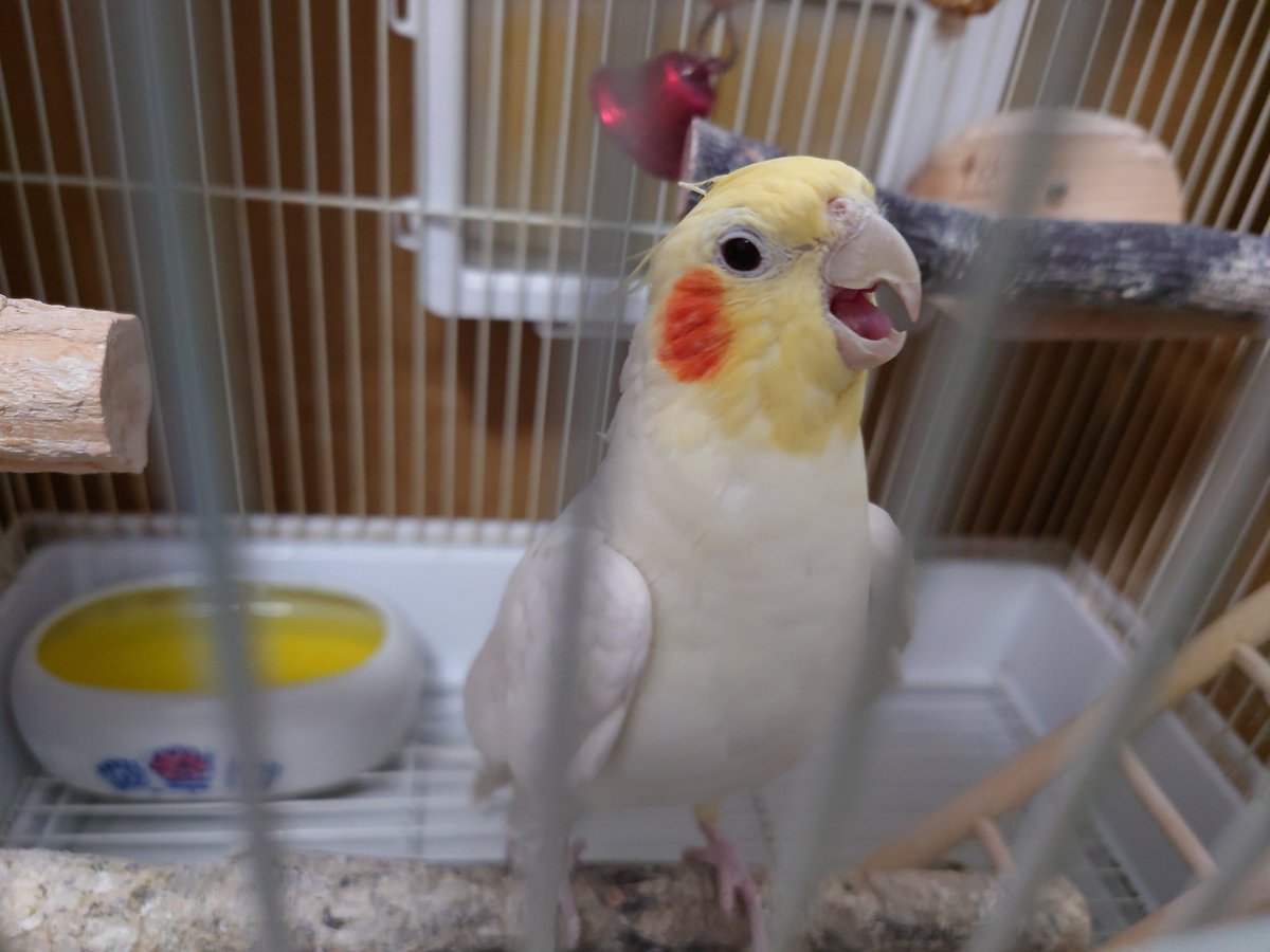 レイル tweet media