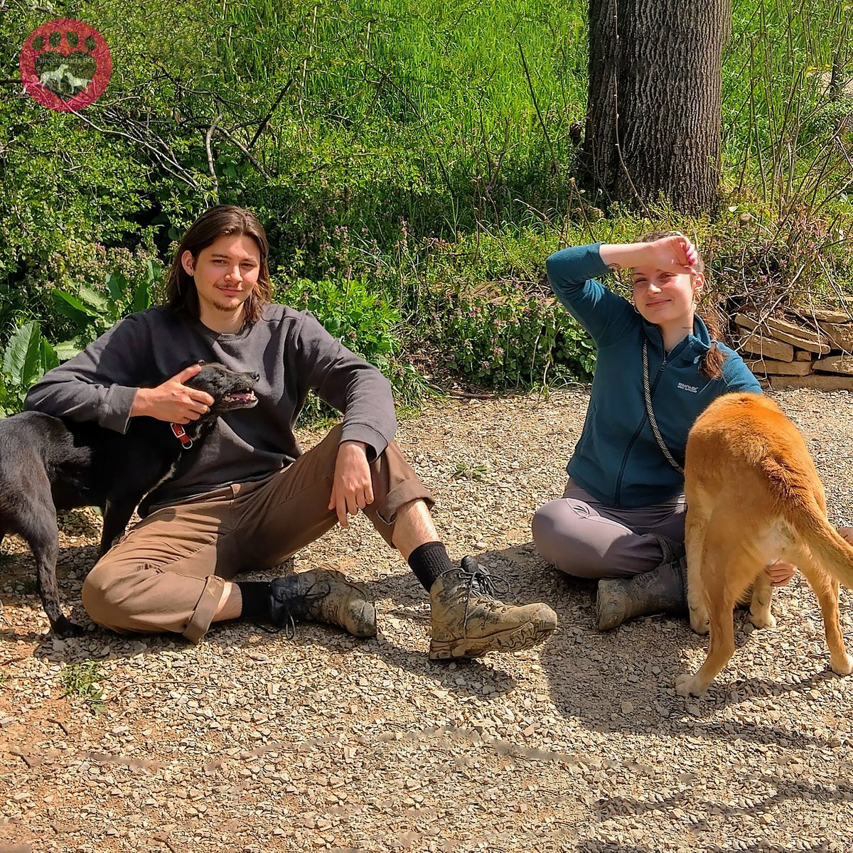 StreetHeartsBG's tweet image. Thank you, Eliza and Alec, for #volunteering with us! With years of rescue experience between them, they've brought passion and positivity to our shelter. Their dedication to animal welfare truly shines. We're so grateful!

(Interested in volunteering? bit.ly/VolunteerAtSHBG!)