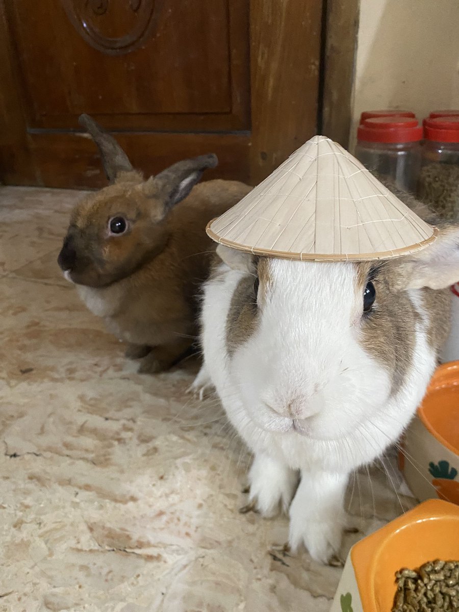 LuminaryStudPH's tweet image. Bunny Salakot Era

#bunnychella
#week1