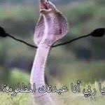 آפـمـב アハメド tweet media