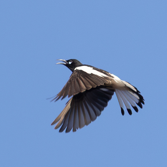 A pied honeyeater in flight at Gluepot Reserve.
It was very challenging to get these shots.
He was really speedy and changed direction often.
But great to watch. He was calling the whole time.