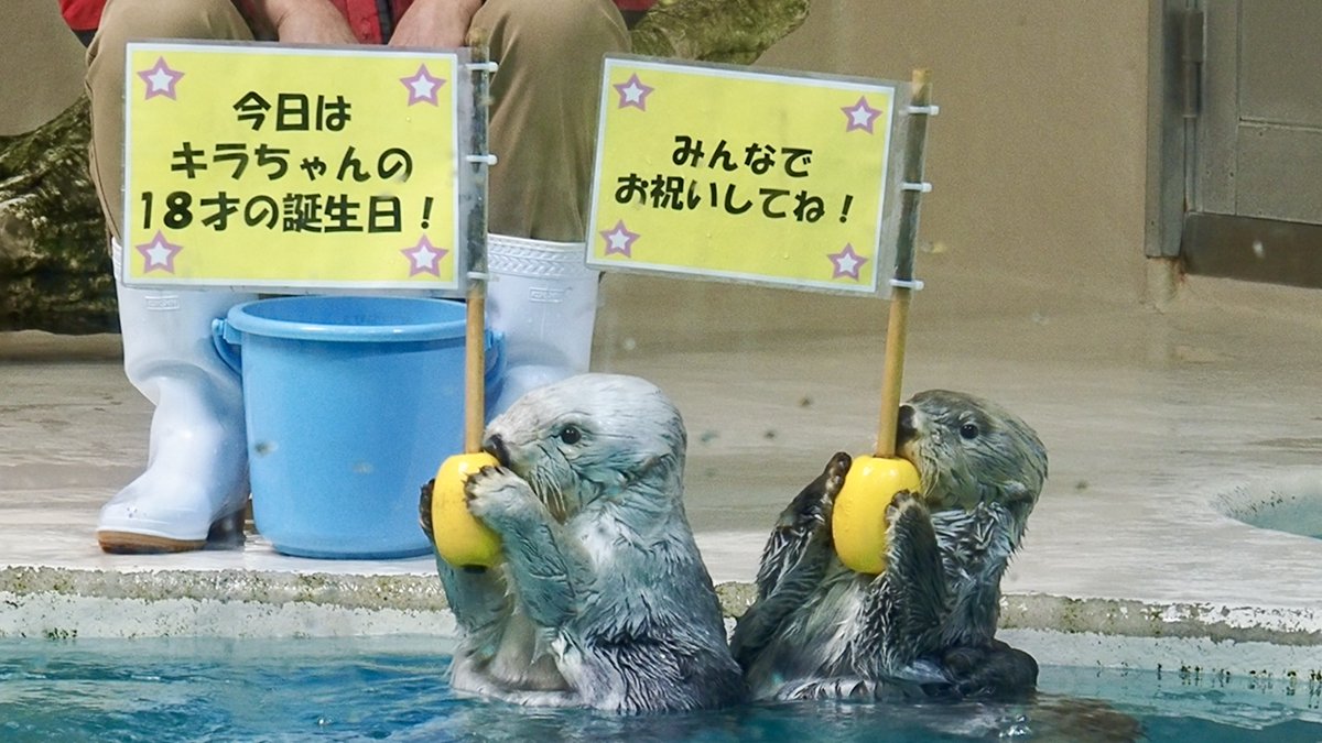 キラちゃん18才の誕生日のW旗持ち🌟✨
本当に本当におめでとう㊗️

#鳥羽水族館 #ラッコのキラちゃん #ラッコのメイちゃん