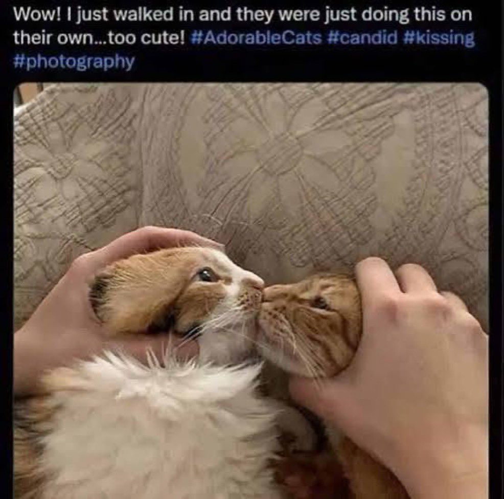 june 🐞 tweet media