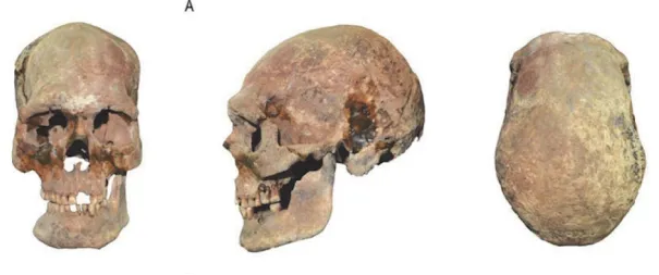 InterspeciesFace tweet media