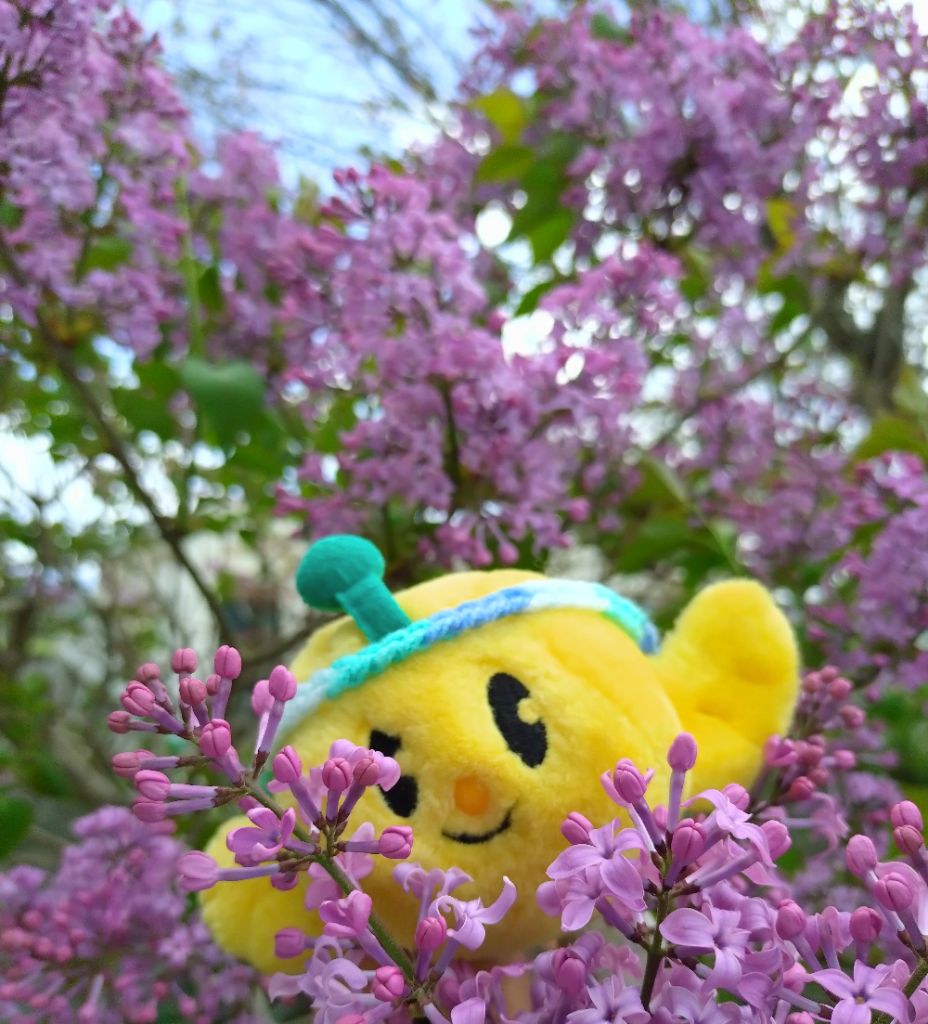 FromKibitan's tweet image. ライラックが咲いていたよ！
#福島県　#Fukushima #Japan #キビタン  #福島県公式キャラクター　#キビさんぽ　#ライラック