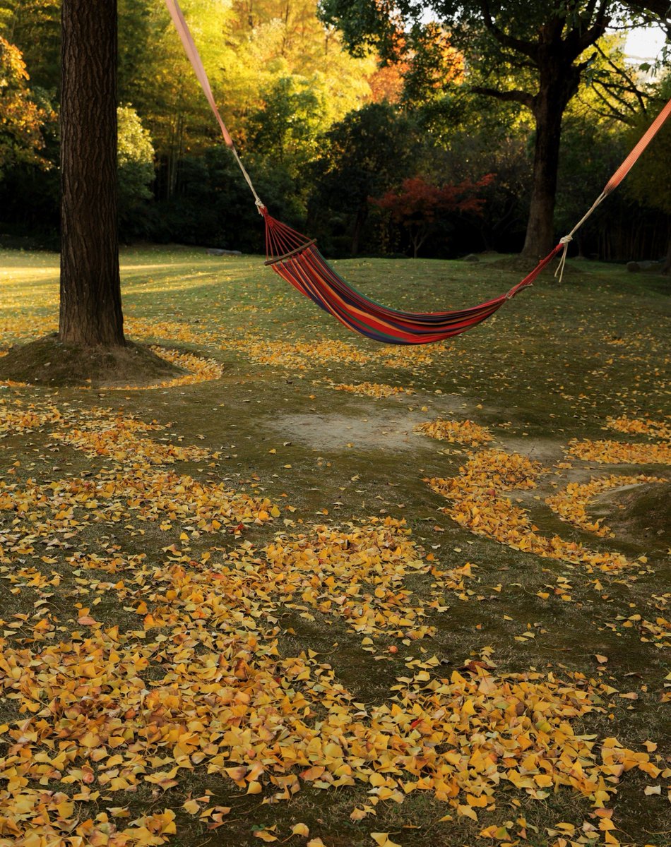 DequinJean's tweet image. Autumn breeze u0026 golden leaves—perfect day for a walk with warm coffee  #FallVibes