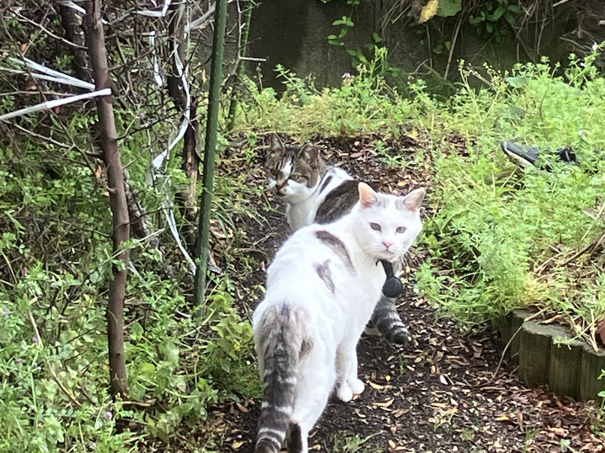Ten-chan, Chigo, and Dodgers 
Mt. Fuji yesterday, Ten-chan and Chigo checked their territory. Dodgers beat Rockies to snap losing streak; Shohei Ohtani goes 1-for-4.

昨日の富士山🏔️テンちゃんとチゴは縄張りチェック🐈ドジャースはロッキーズに勝って連敗ストップ; 大谷翔平は1安打👍