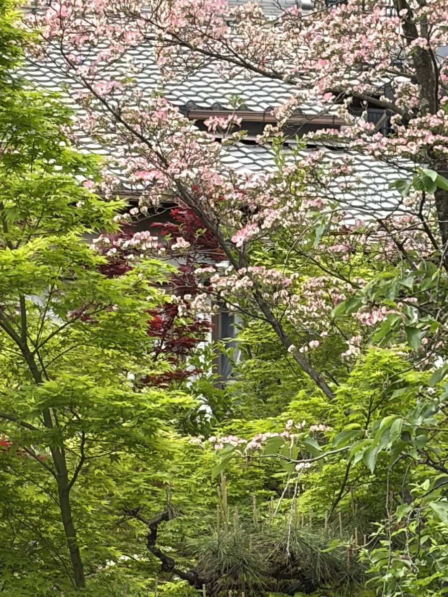 #大本山妙蓮寺
#京都妙蓮寺
#西陣妙蓮寺
#本門法華宗
#本門法華宗大本山妙蓮寺
#daihonzan_myorenji
#花の寺
#御会式桜
#酔芙蓉
#芙蓉
#カンアヤメ
#妙蓮寺椿
#藤棚
#ツツジ
#イチハツ
#金木犀
#長谷川等伯
#本阿弥光悦
#銀木犀
#十六羅漢石庭
#四季の襖絵
#山野草
#サツキ
#彼岸花
#ススキ
#萩
