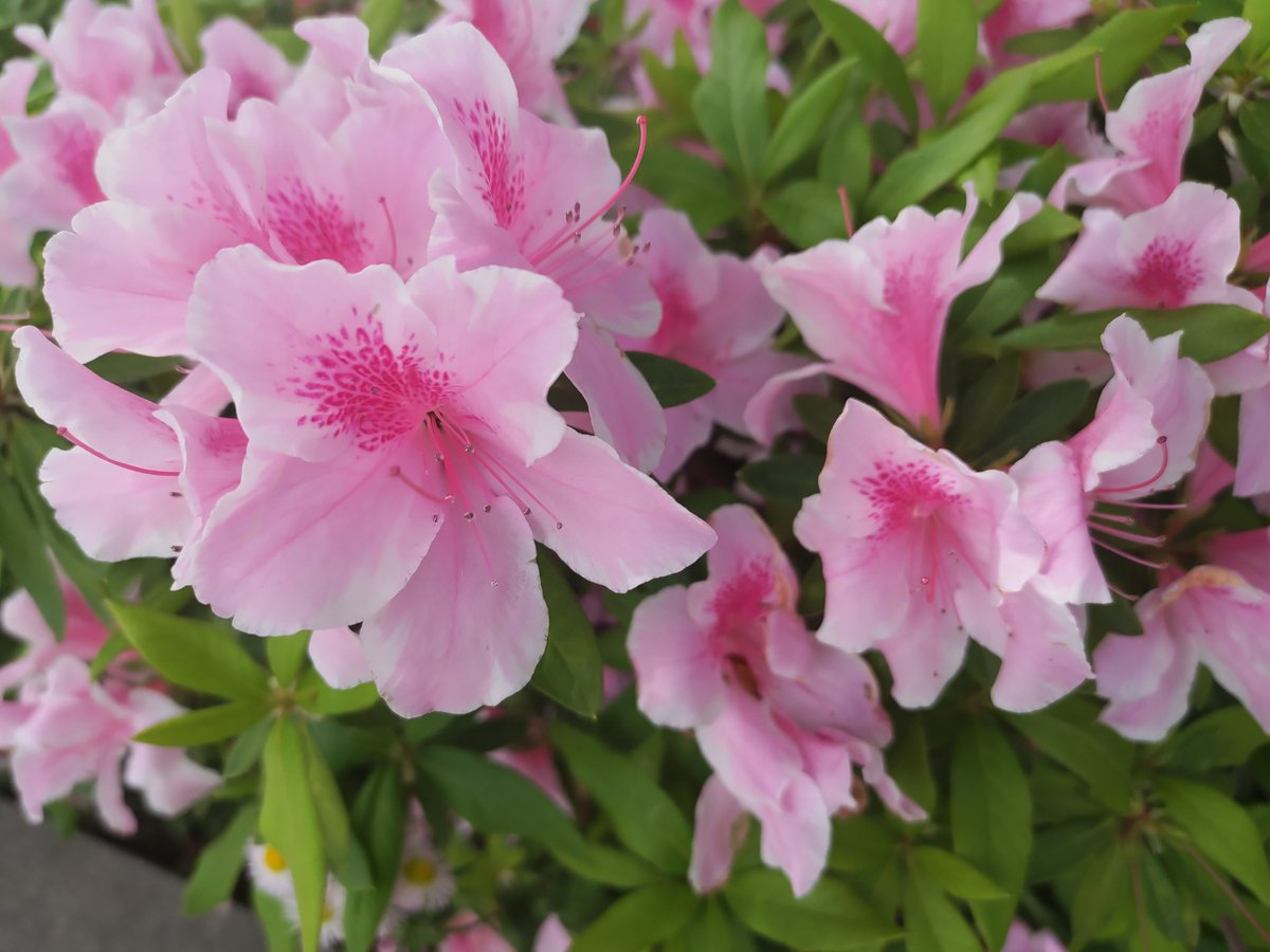 sin＠永遠の密野結社 tweet media