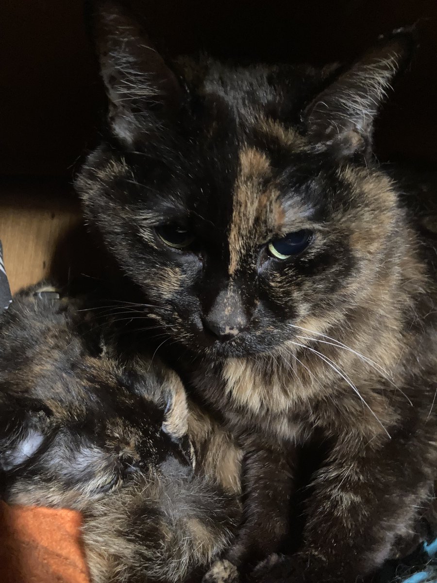 グロムマン tweet media