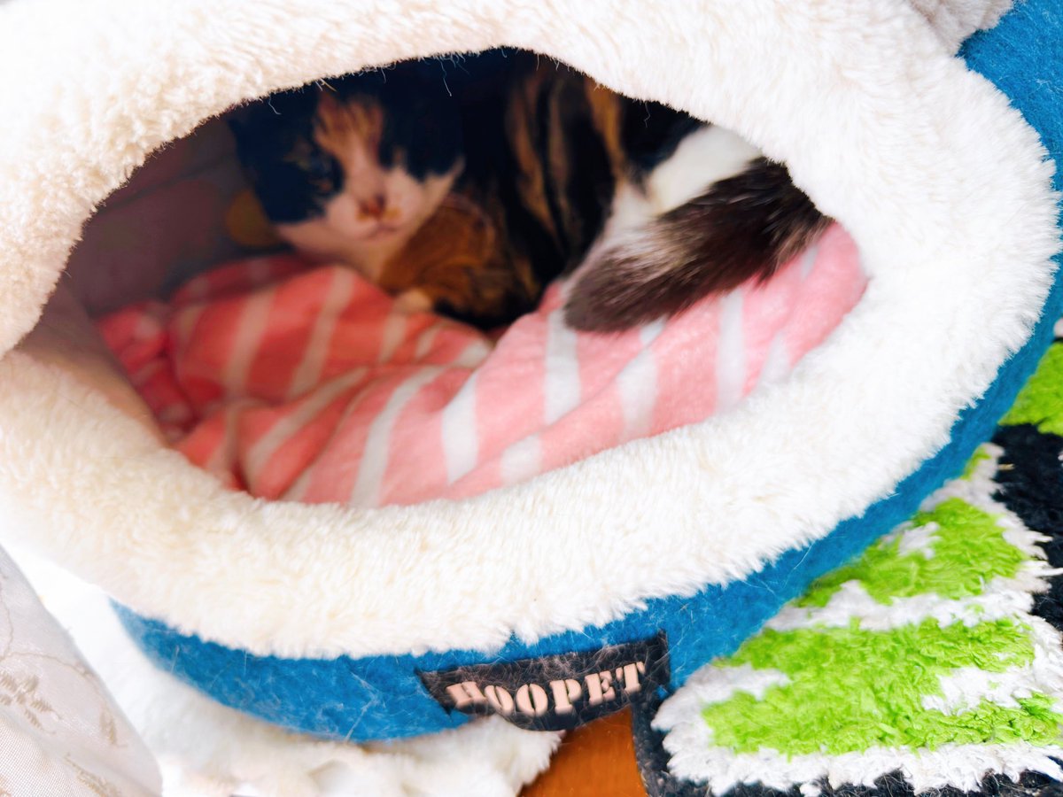 み〜&よう(よう&み〜からのお引越し)😸 tweet media