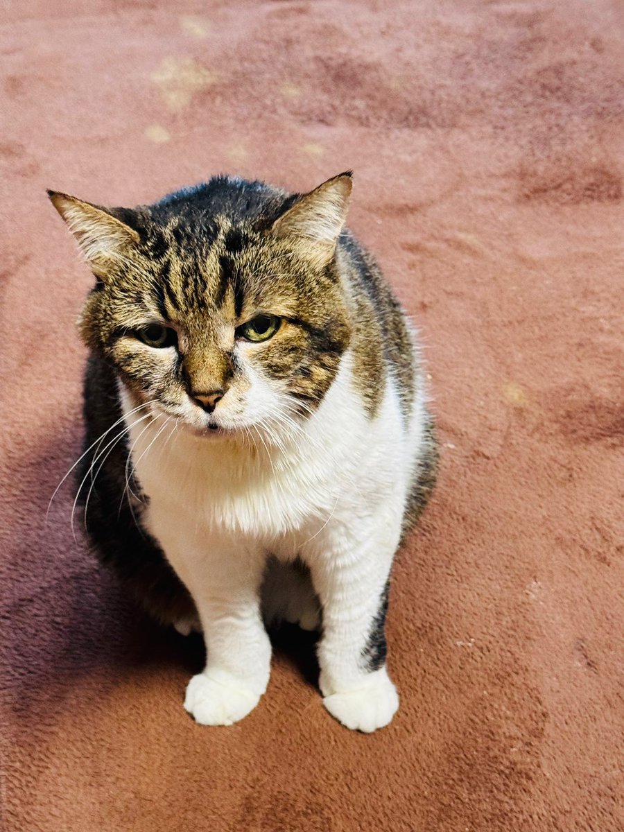 み〜&よう(よう&み〜からのお引越し)😸 tweet media