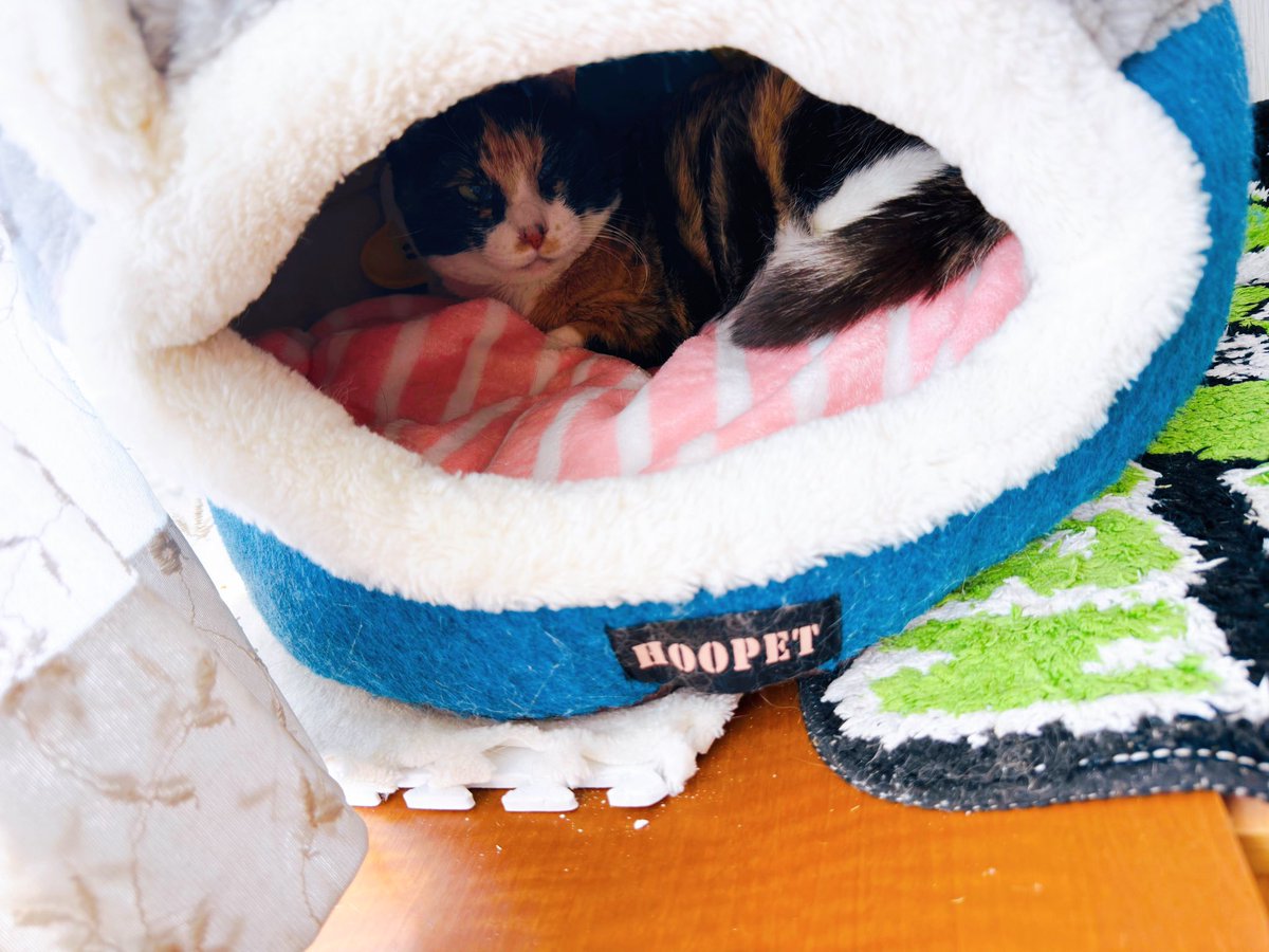 み〜&よう(よう&み〜からのお引越し)😸 tweet media