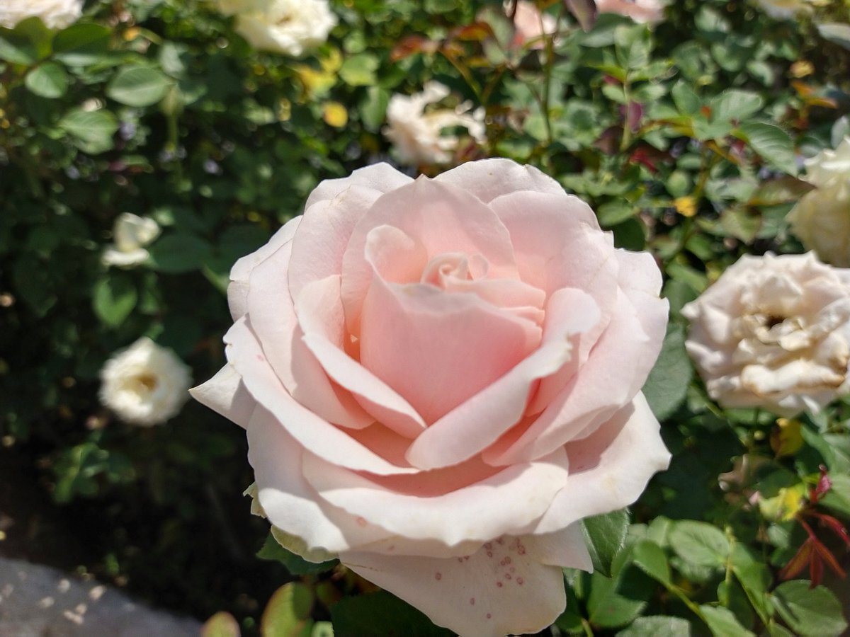 I'am Blue tweet media