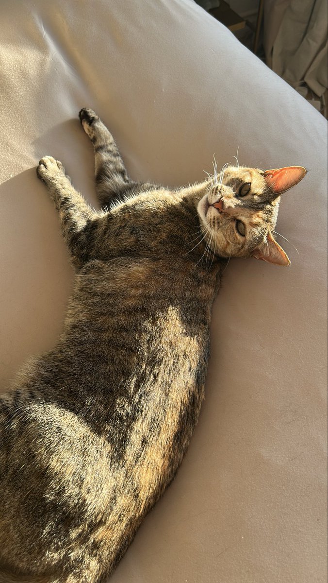 phoenix ryder tweet media