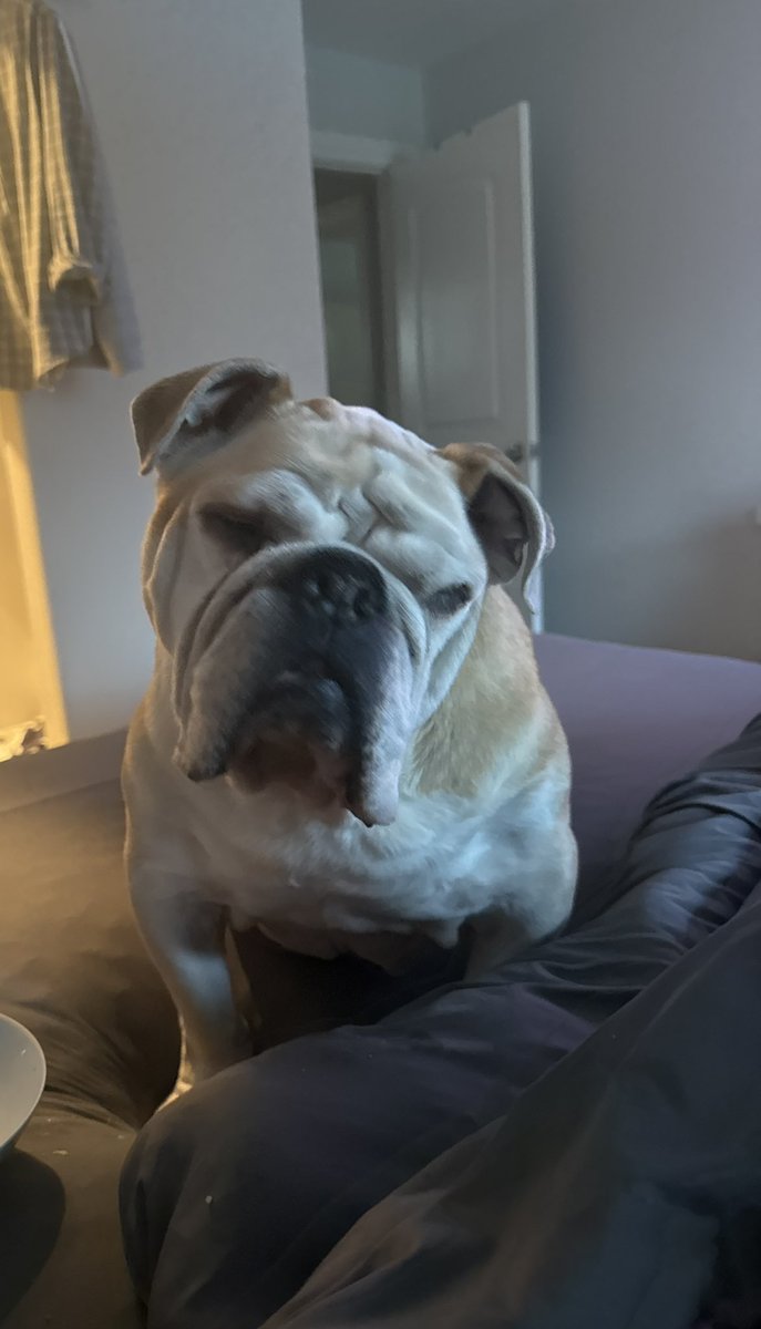 rees_damon's tweet photo. @hannahcmontoya @jakemalasek Cookie is not impressed … lol https://t.co/kxYOfFLx5v