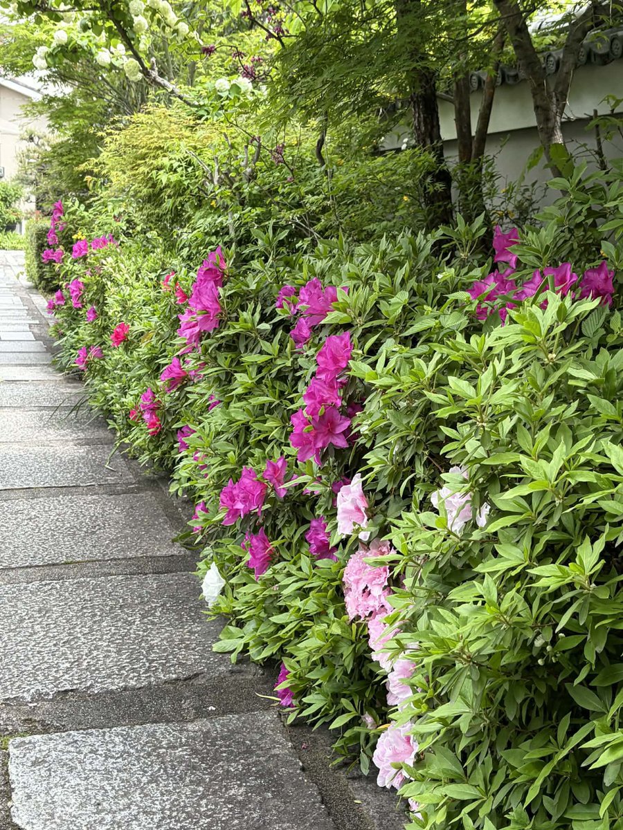 #大本山妙蓮寺
#京都妙蓮寺
#西陣妙蓮寺
#本門法華宗
#本門法華宗大本山妙蓮寺
#daihonzan_myorenji
#花の寺
#御会式桜
#酔芙蓉
#芙蓉
#カンアヤメ
#妙蓮寺椿
#藤棚
#ツツジ
#イチハツ
#金木犀
#長谷川等伯
#本阿弥光悦
#銀木犀
#十六羅漢石庭
#四季の襖絵
#山野草
#サツキ
#彼岸花
#ススキ
#萩