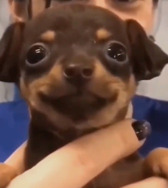 Sparky The Dog🦴 tweet media