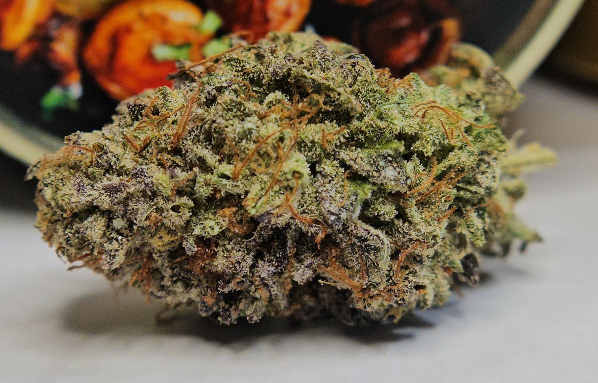 Haze4dayzzz's tweet photo. GMO - @MeatPotatoCo 

🔌: @TheDonClub

Stupid funk the second u twist off the lid. Immediate aromas of garlicky, oniony, musty BO. Just straight up garlic-chem & armpits🤧 Such an offensive, savory, dank nose, I wish this kinda bud came around more often. 

The buds look amazing, light & dark greens with very rich vibrant purples all over. Not super sticky to the touch, but still a bit tacky on the breakdown. As I break the buds into the grinder that gassy, musky, garlicky, chemmy, putrid BO aroma get even more pronounced & quickly takes over the room. 

The flavor is great as well, just a chem n garlic mouthcoat thru & thru. The whole time I can just taste that garlicky-gassy flavor and feel the power & expansion in my lungs. The smoke is smooth & clean, plus the flavor literally lasted to the roach with minimal fading on both doobs I've toked thus far(albeit in one of the 2 joints I've had, I did add a 3-way mix of GMO crossed hash, oopsie. 😅)

The Buzz is as expected for a 96-day GMO, Heavyweight smoke forsure. Shit will have you nodding off if you ain't careful 🏋‍♂️💪🔥 Face melter, Strong body high, heavy eyelids, the whole 9. 

I had been asking for a great GMO for some time now, this shit absolutely delivered. Hats off to the chef, @MeatPotatoCo A1 meal experience 😋🥩🥔 

(P.S. - I hope all of the recent support really helps with getting your pup Moose back to his best form! 🐕🙏 - I highly encourage everyone who can to try M&P out. You get stupid dank & your proceeds are supporting the healing, recovery & therapy a beautiful pooch. Win-win if u ask me🤷‍♂️)