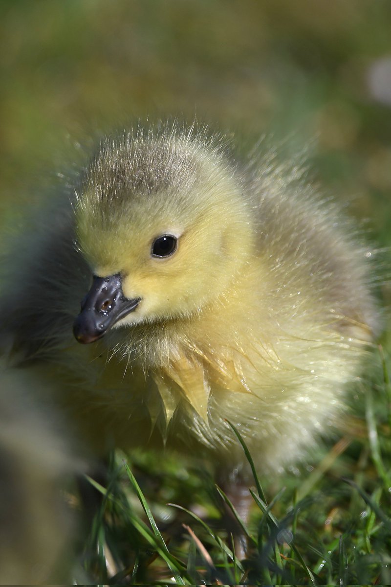 nealesmithworld's tweet image. Canada Goose Gosling 
Bude Cornwall 〓〓
#Bude #Cornwall 
#CanadaGoose 
#CanadaGeese 
#Gosling