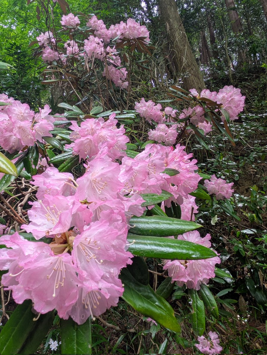 町田勝世 tweet media