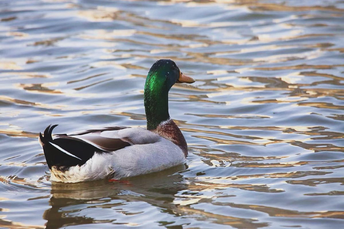 LeifLiu_'s tweet photo. 🦆 https://t.co/auvnutAWIZ
