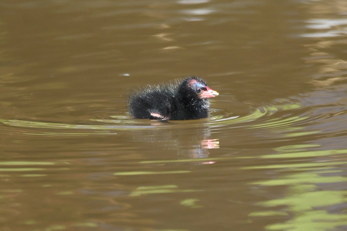 nealesmithworld's tweet image. Moorhen chick 
Bude Cornwall 〓〓
#Bude #Cornwall 
#Moorhen