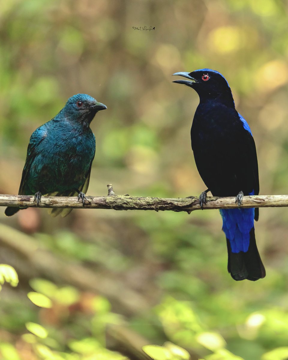 amit_valsangkar's tweet image. Asian Fairy Bluebird #Colors #IndiAves #ThePhotoHour #birdphotography #BBCWildlifePOTD #NaturePhotography #birds @NatureIn_Focus @NatGeoIndia @NatureattheBest @SonyBBCEarth @WildlifeMag @WeNaturalists #BirdsSeenIn2026 #canon #BirdsOfTwitter @Canon_India #bluebird  @NatGeoAnimals