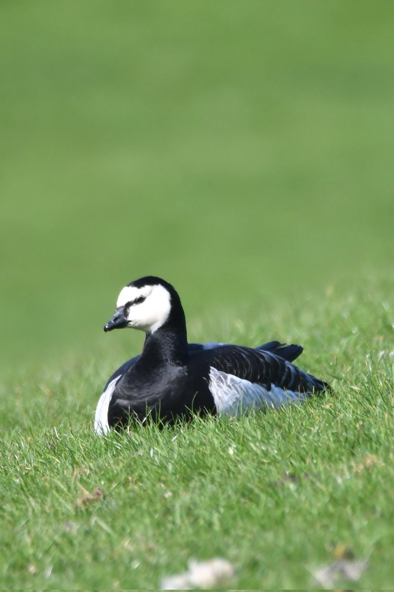 nealesmithworld's tweet image. Barnacle Goose 
Bude Cornwall 〓〓
#Bude #Cornwall 
#BarnacleGoose