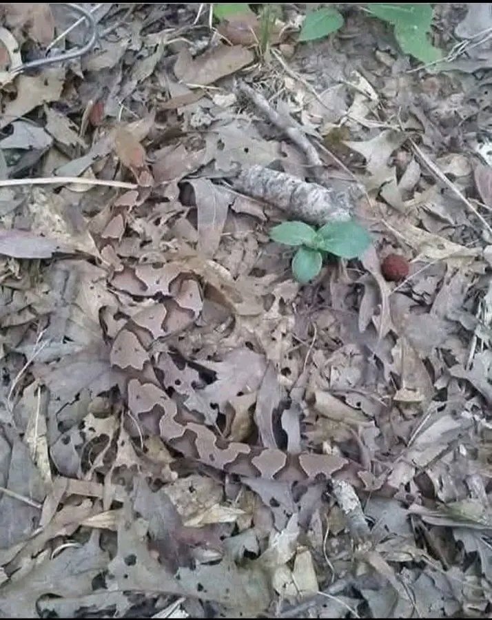 Jacob Shukuru tweet media