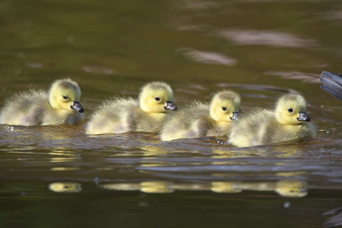 nealesmithworld's tweet image. Canada Goose Goslings
Bude Cornwall 〓〓
#Bude #Cornwall 
#CanadaGoose 
#CanadaGeese 
#Gosling